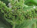 Mentha longifolia